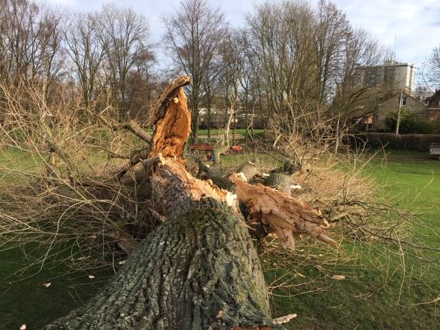 Elagage et abattage d'arbres à Tournai et alentours