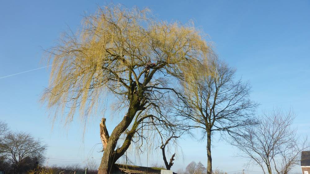 Elagage et abattage d'arbres à Tournai et alentours